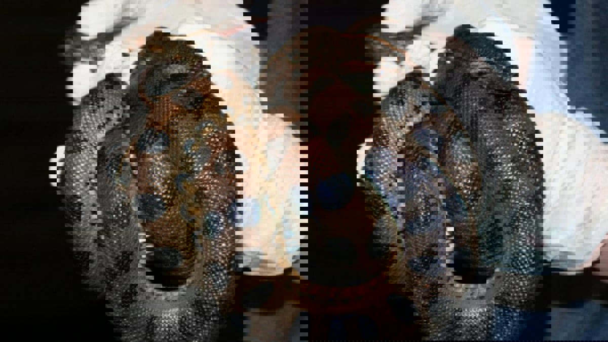 بعمر 37 عامًا.. "أناكوندا" تحصل على لقب أكبر أفعى تعيش في الأسر (صورة)