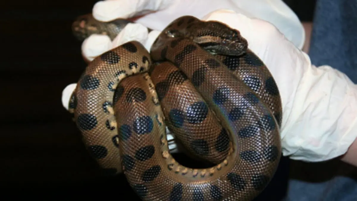 بعمر 37 عامًا.. "أناكوندا" تحصل على لقب أكبر أفعى تعيش في الأسر (صورة)