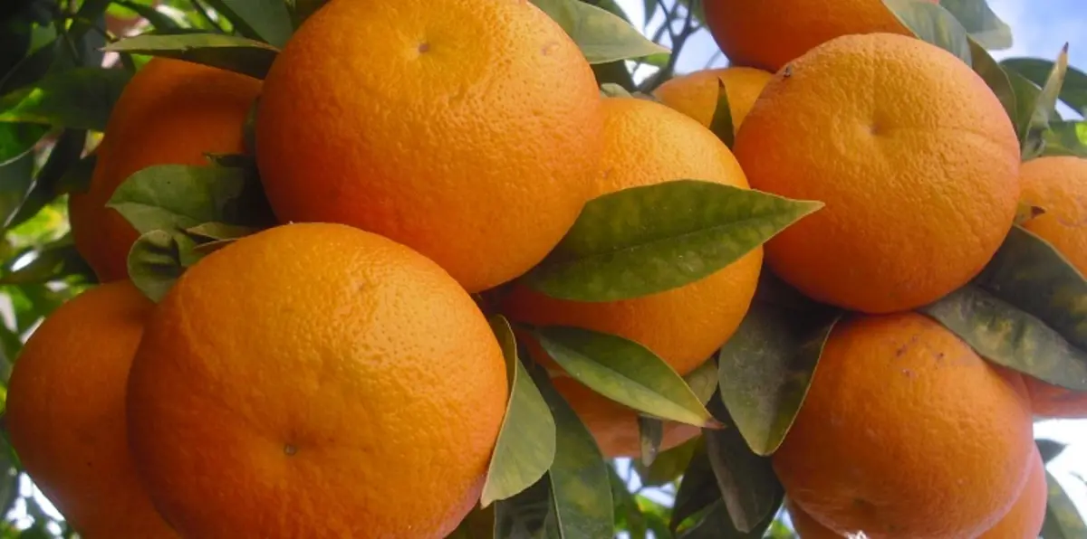 دراسة: ثمرتان من البرتقال يوميًا تحاربان سرطان الرئة