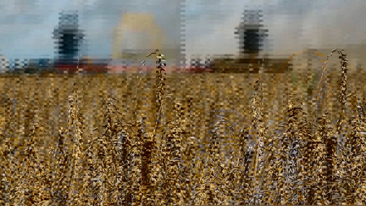 المخابرات الأمريكية: حرب أوكرانيا تسببت بانقطاعات عميقة لإمدادات الغذاء العالمية