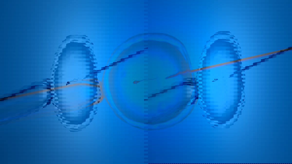 حُرمن الأمومة.. عيادة إخصاب تتلف بالخطأ بويضات 130 امرأة 