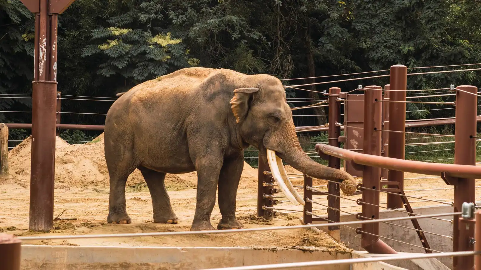 مؤثر يواجه اتهامات خطيرة بعد اقتحامه حظيرة فيل (فيديو)