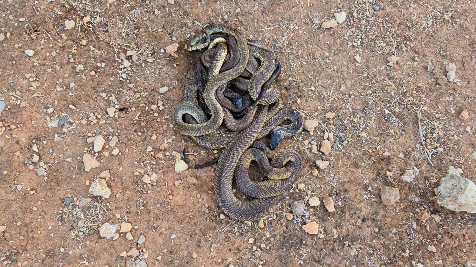 السلطات فتحت تحقيقا.. إطلاق 72 كوبرا يثير الفزع في ليبيا (صور)