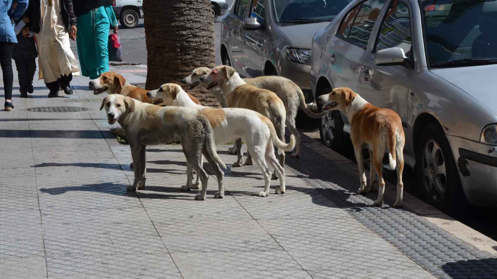 "استئصال أعضائها التناسلية".. خطة مصرية لإنهاء فوضى الكلاب الضالة (فيديو)