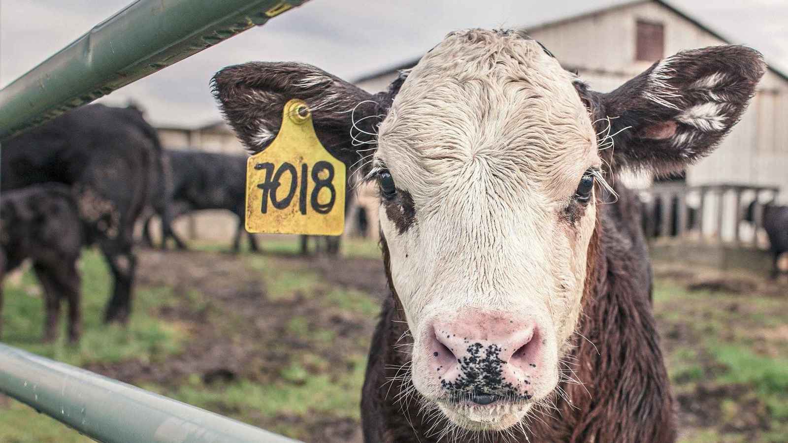 استنفار رسمي.. "الحمى القلاعية" تطرق أبواب هنغاريا