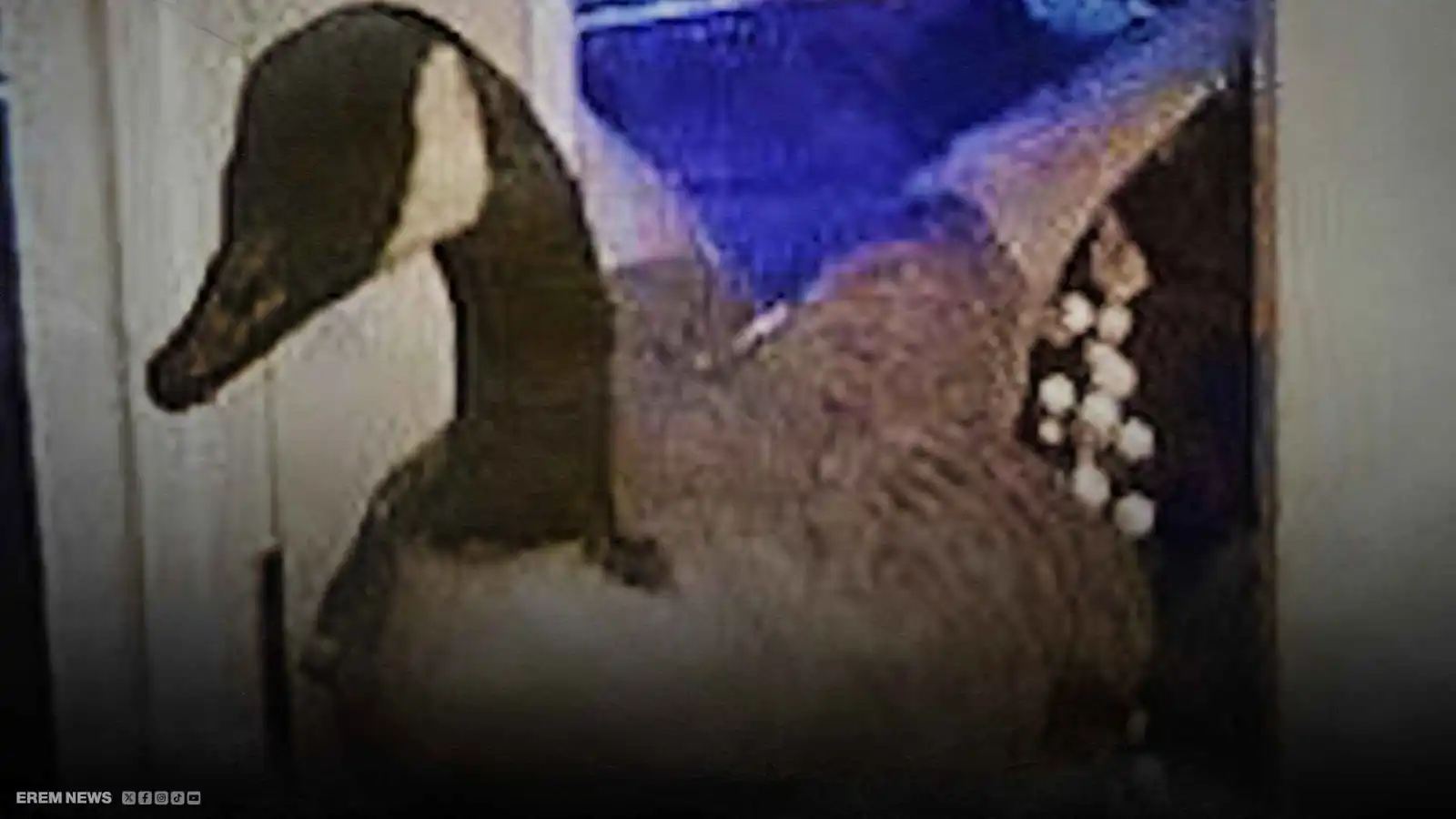 أسرة مذعورة واستنفار للشرطة.. والسبب ضيف غير متوقع (فيديو إرم)