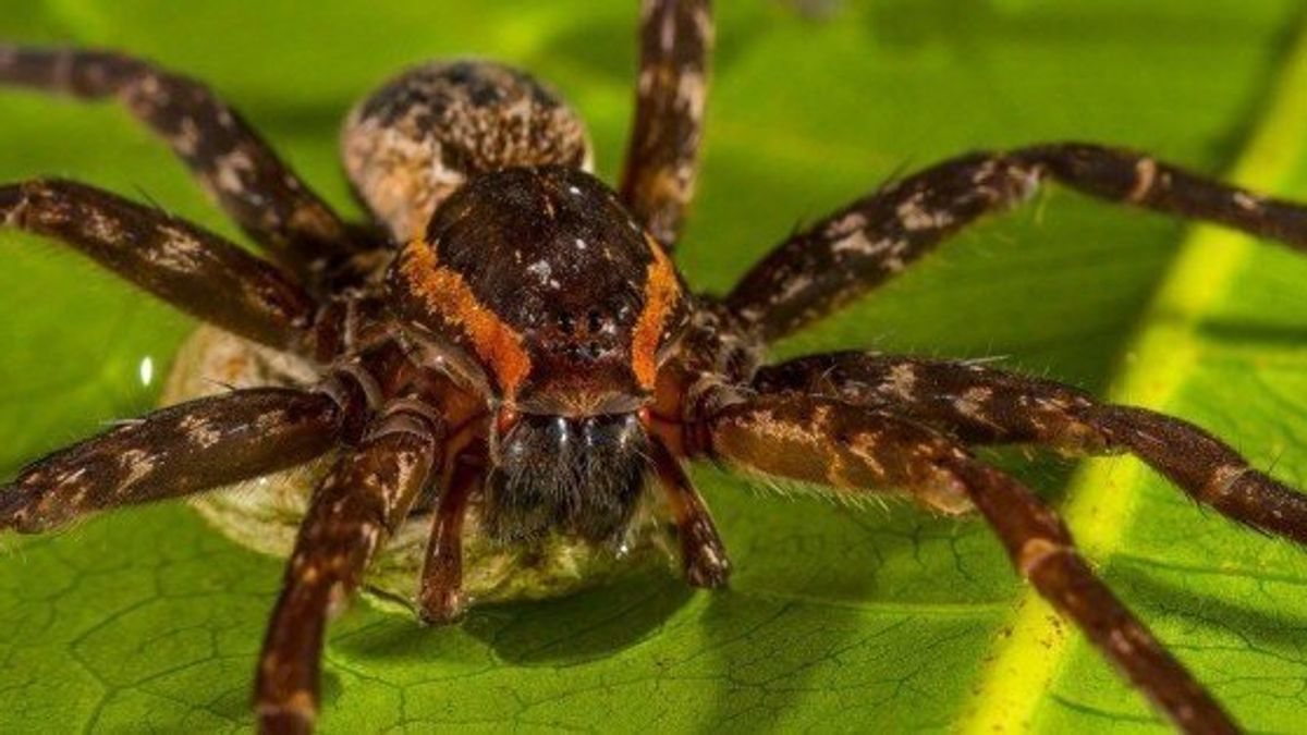 بالصور.. العثور على عنكبوت ساطع الألوان في بريطانيا