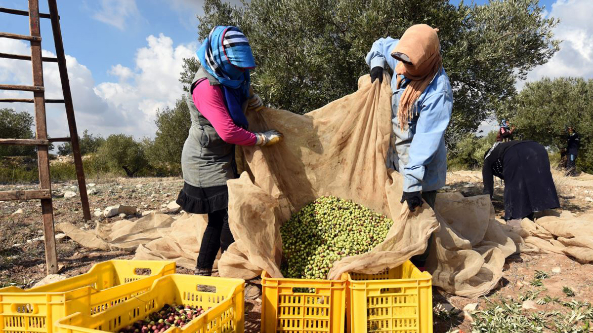 زيت الزيتون يثير أزمة بين تونس والاتحاد الأوروبي