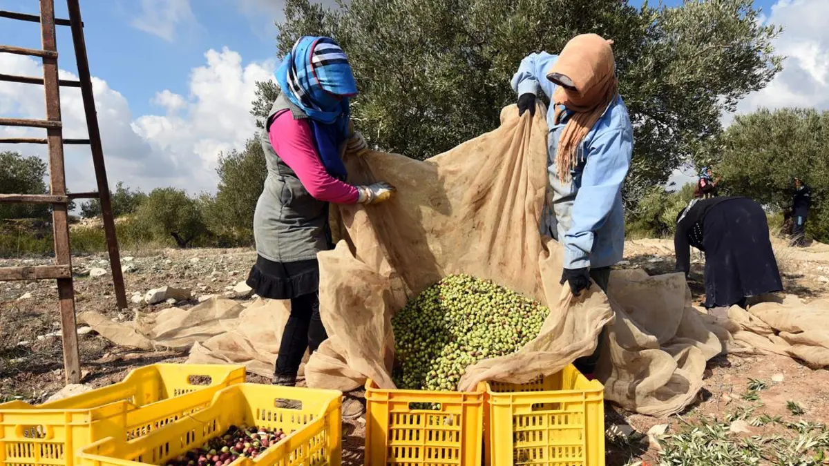 زيت الزيتون يثير أزمة بين تونس والاتحاد الأوروبي