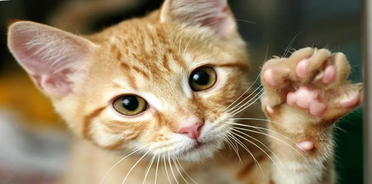 احترس.. القطط قد تسبب هذا المرض المميت