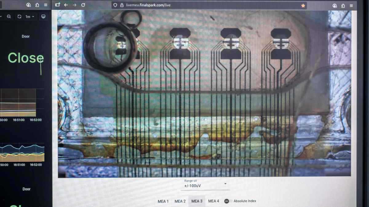 "بدلا من تقليد الدماغ".. شركة تستخدم الخلايا لتشغيل أجهزة الكمبيوتر