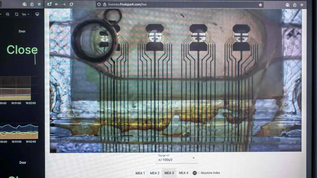 "بدلا من تقليد الدماغ".. شركة تستخدم الخلايا لتشغيل أجهزة الكمبيوتر