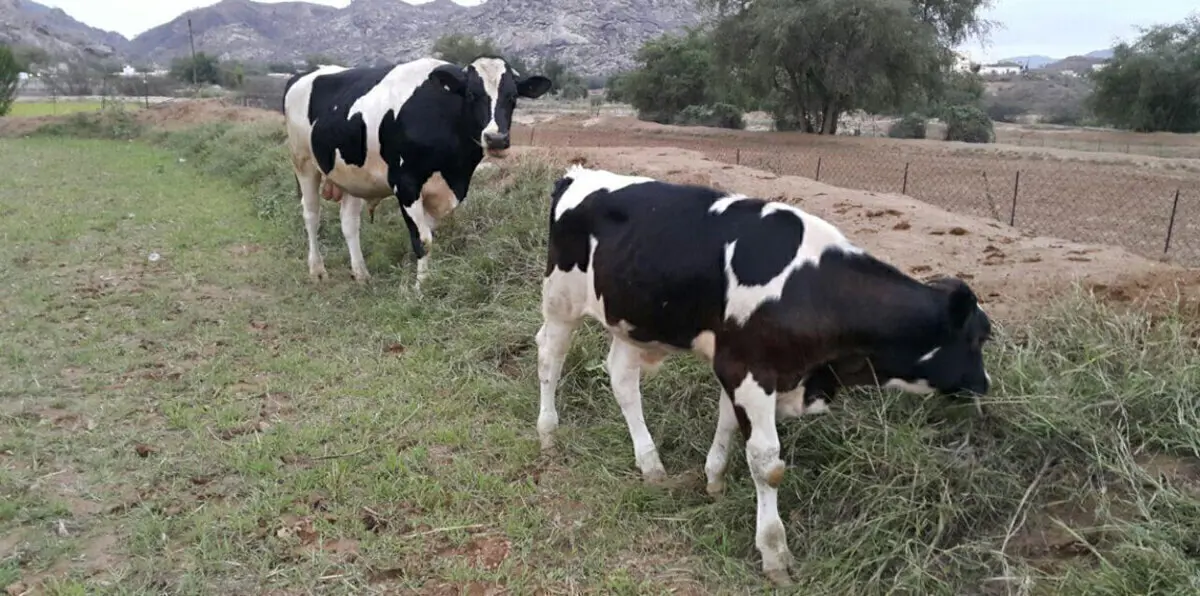 أبقار تكشف عن اختراق أمني على الحدود بين تونس والجزائر