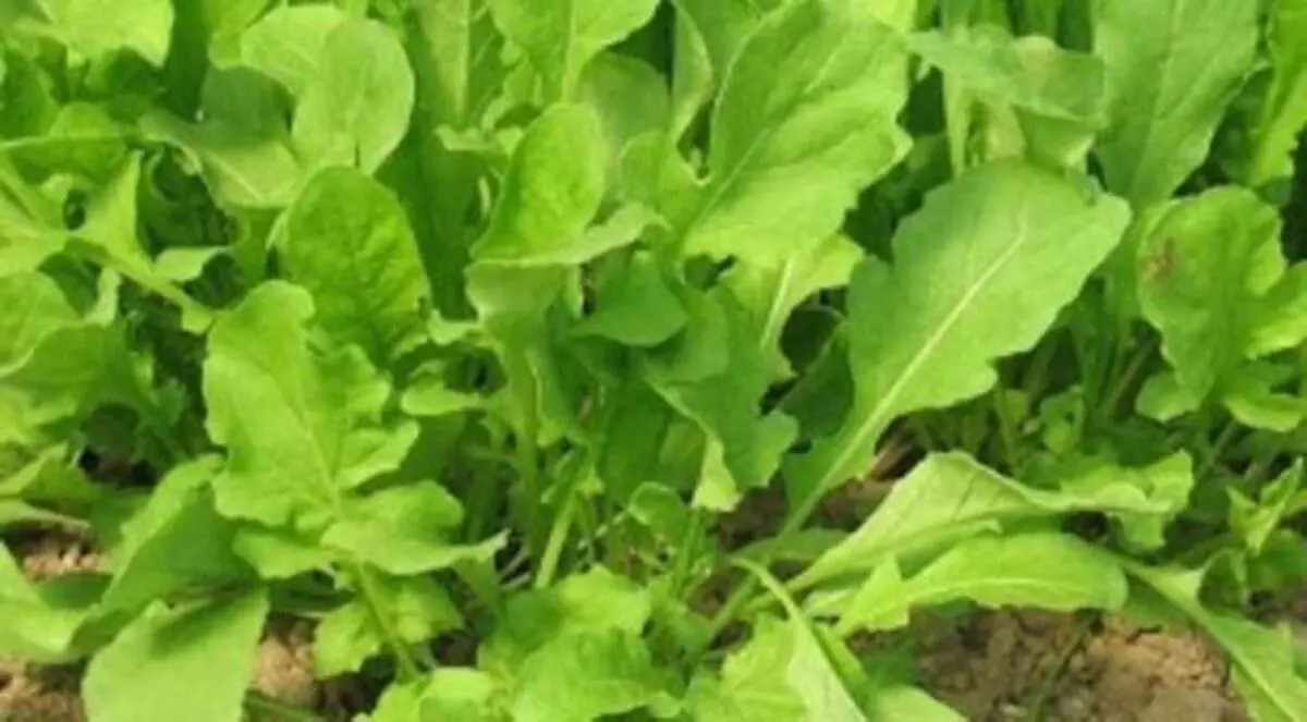 الجرجير يقلل من خطر السمنة والسكري