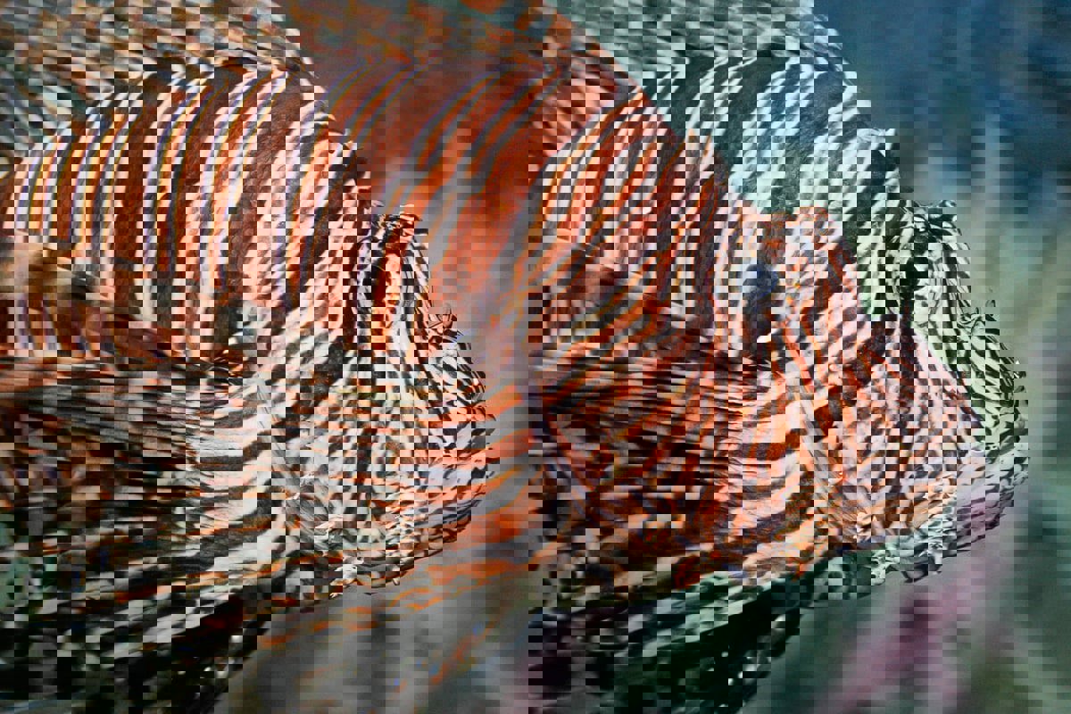 جحافل أسماك "الأسد" تواصل تدمير المحيط الأطلسي