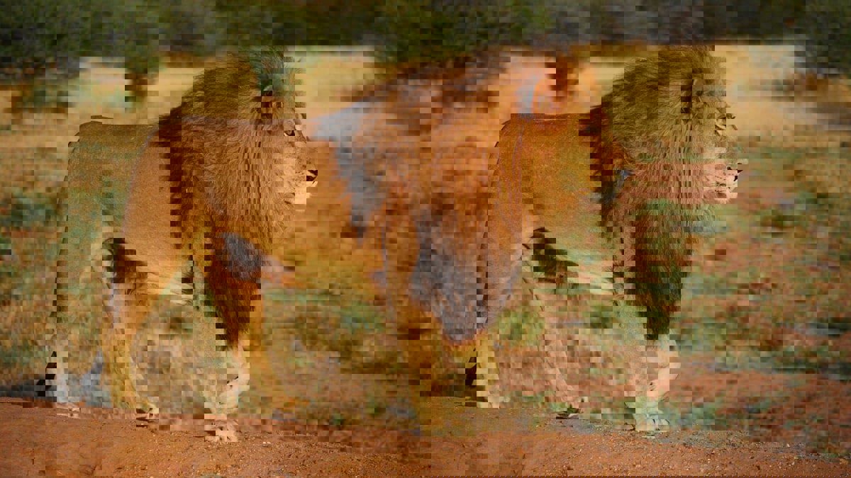 "أسد" يقتحم موقع تصوير فيلم Beast للنجم إدريس إلبا