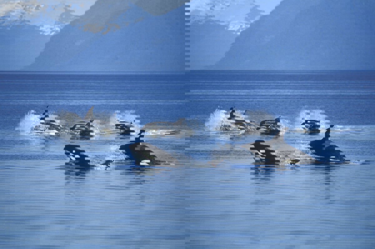 مع ظهورها المستمر بسواحل طنجة.. حيتان "الأوركا" تثير فزع المغاربة‎