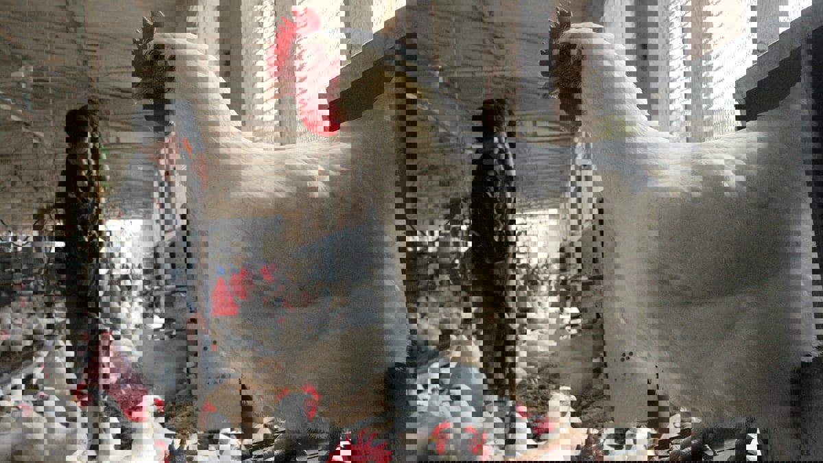 بعد "إعدام الكتاكيت".. مصر تفرج عن 183 ألف طن أعلاف في 5 أيام
