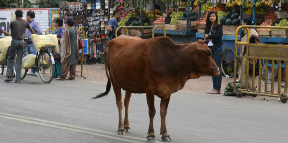 المؤبد لمن يذبح بقرة في الهند و 10 سنوات لمن يضبط لديه لحم