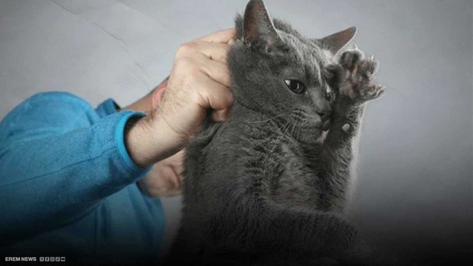 طقس شيطاني.. مصري يروّج لـ"علاج" السكري بتعذيب الحيوانات