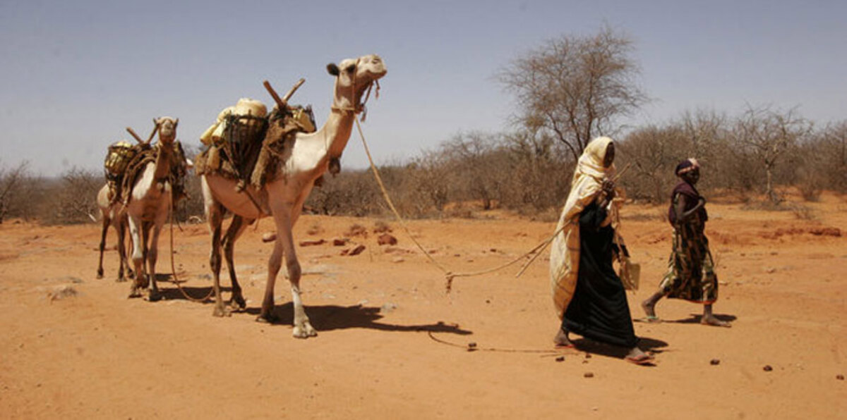 حليب الإبل ينقذ نساء كينيا من "قمع" الرجال