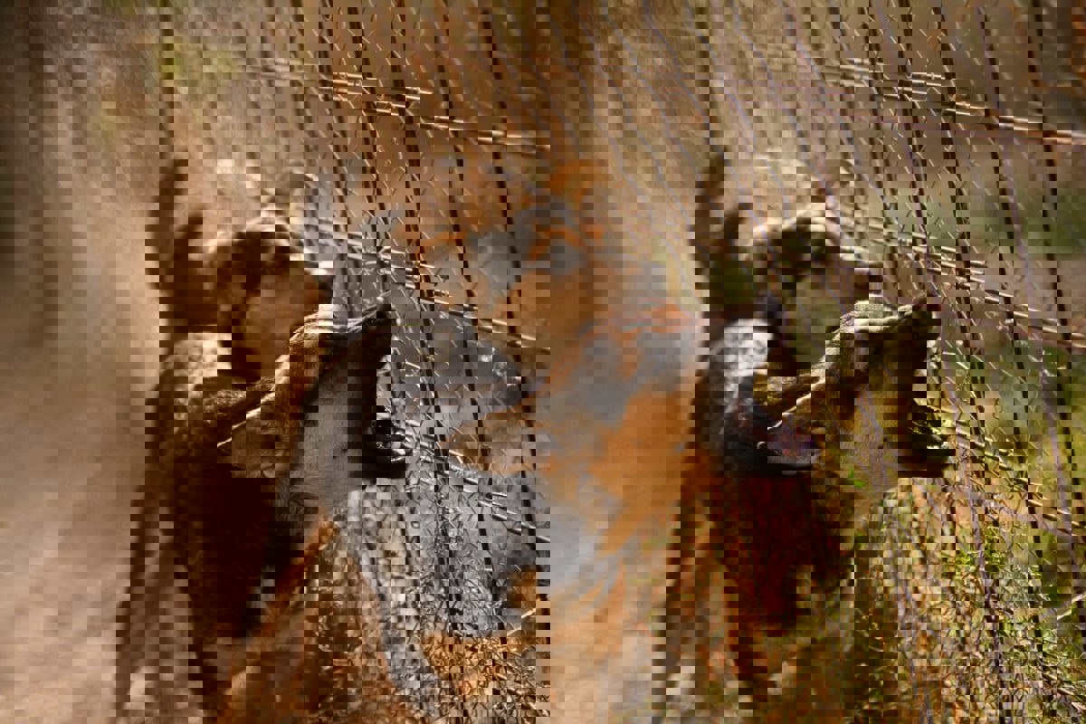 تونس.. وفاة رجل في هجوم كلاب ضالة