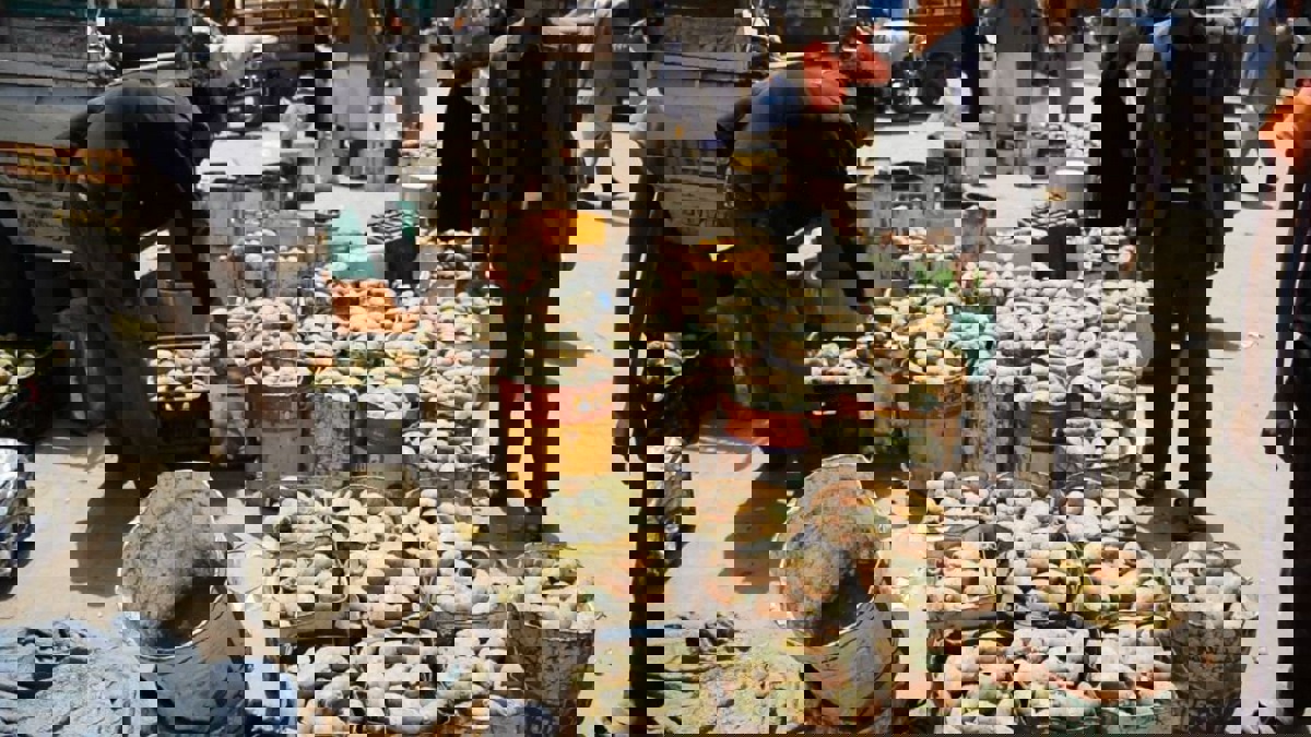 "التين الشوكي".. ثمرة توفر الآلاف من فرص العمل لليمنيين (صور)