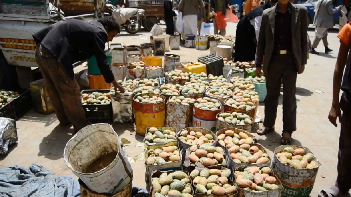 "التين الشوكي".. ثمرة توفر الآلاف من فرص العمل لليمنيين (صور)