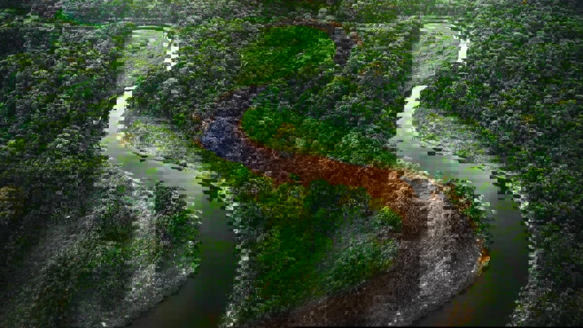 دراسة: التشجير يسهم بتحسين جودة المياه