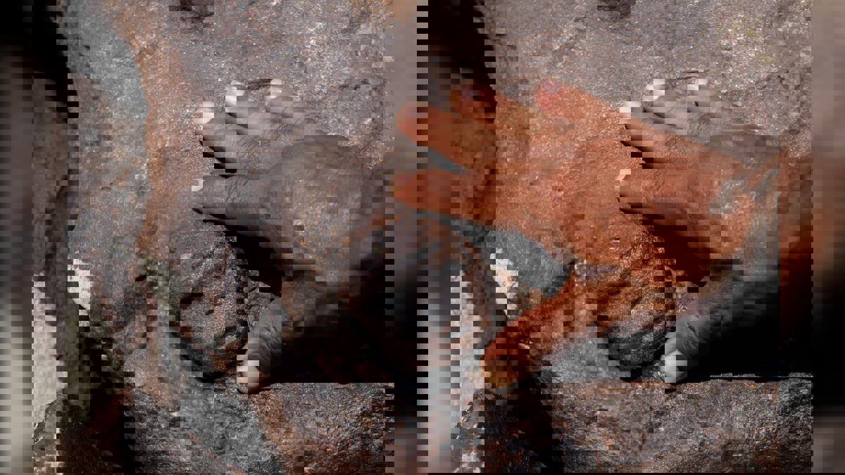 الجفاف في الأمازون يكشف نقوشًا قديمة يعود تاريخها إلى 2000 عام