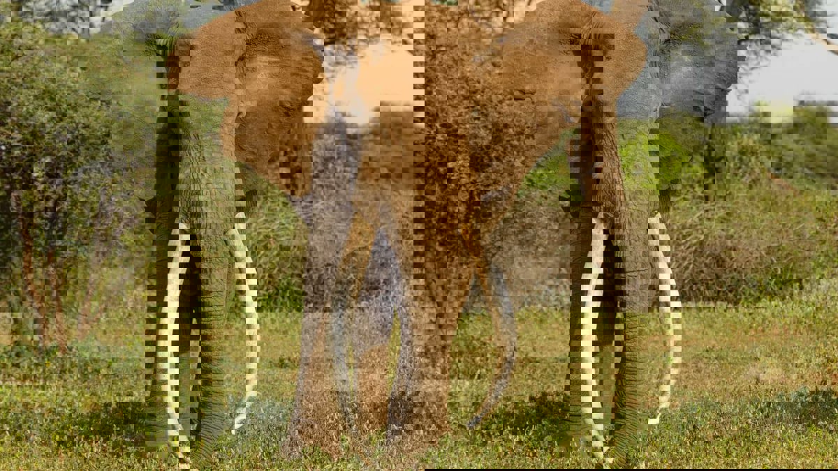 مقتل أكبر فيل في بوتسوانا يثير غضبا واسعا