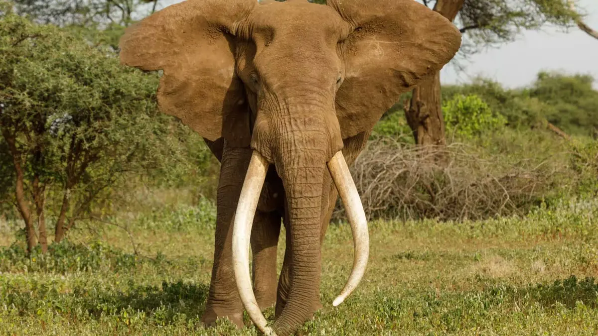 مقتل أكبر فيل في بوتسوانا يثير غضبا واسعا