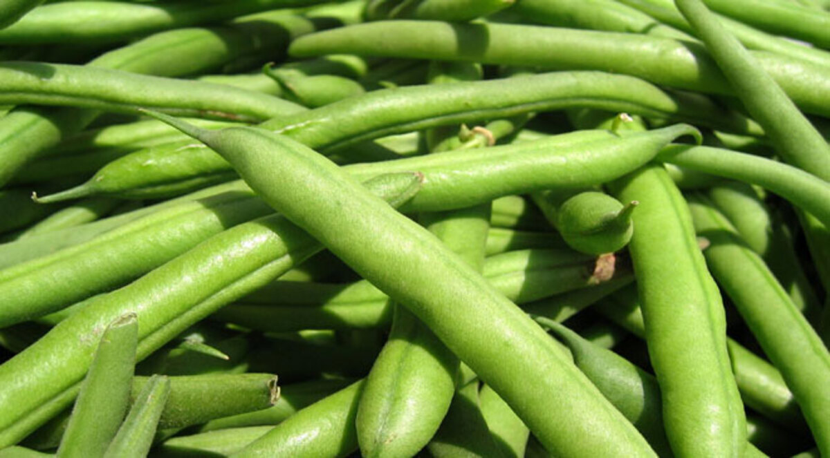الفاصوليا الخضراء تزيد من خصوبة النساء