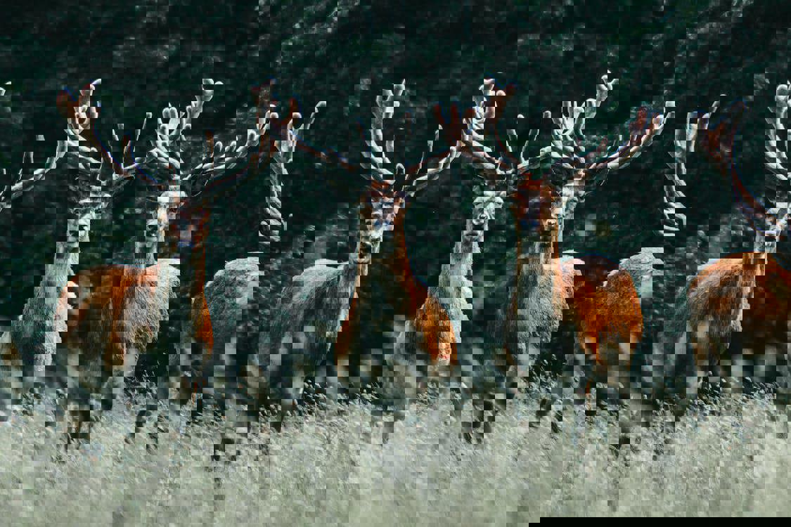 بعد وفاة حالتين.. الغزلان "مشتبه فيها" بنقل عدوى "البريون" للإنسان