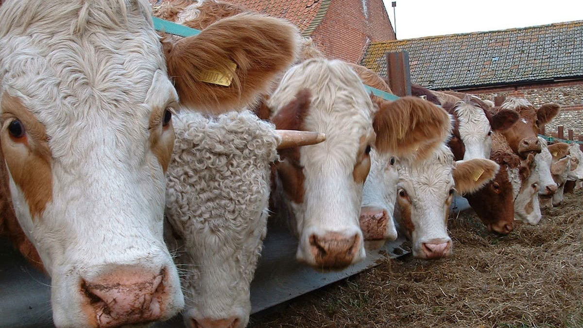 السلطة الفلسطينية تكشف حقيقة عودتها لاستيراد العجول من إسرائيل