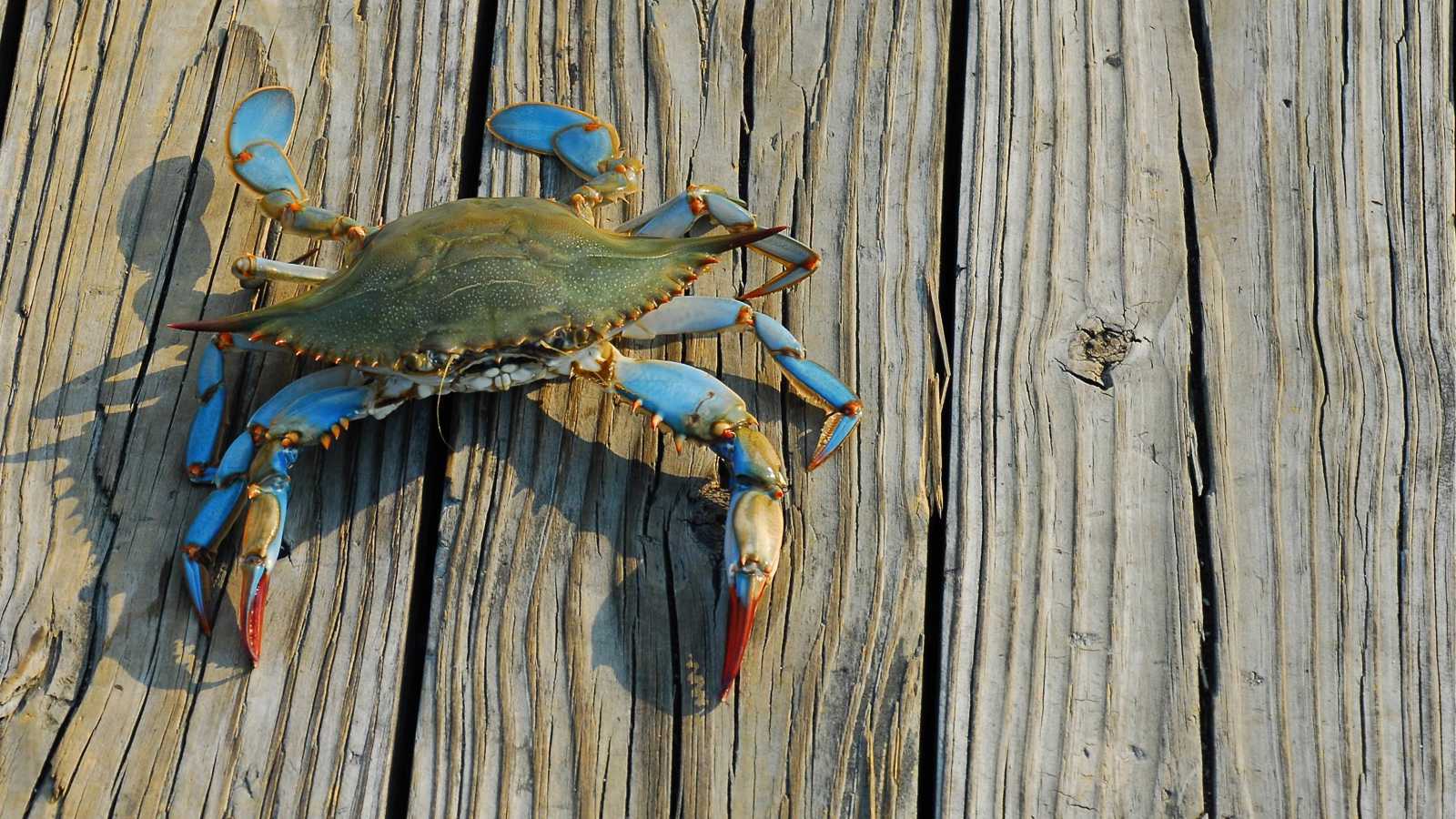 حادثة طريفة.. "سلطعون" يحتل مقعدا في قطار بريطاني (صور)