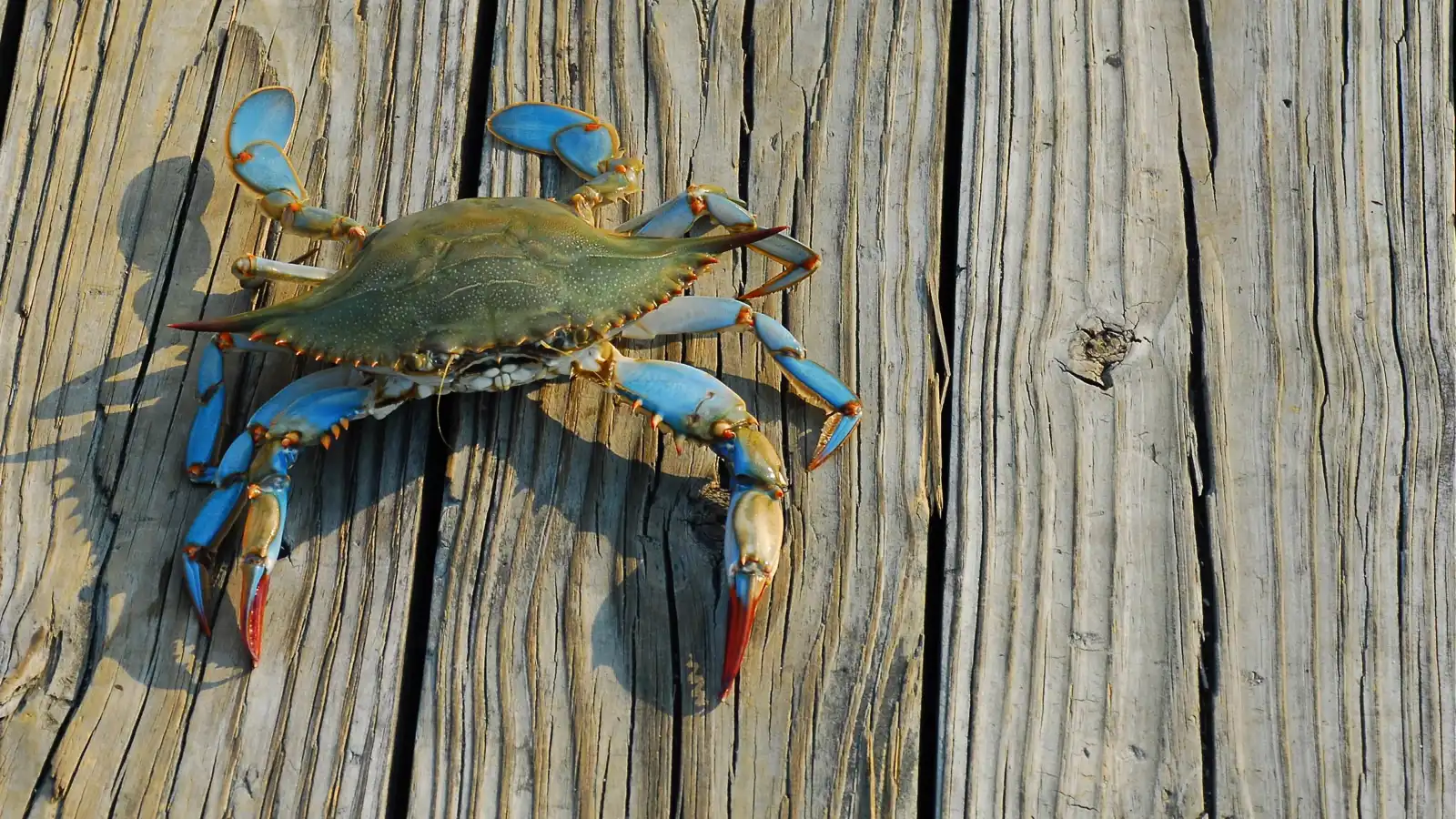 حادثة طريفة.. "سلطعون" يحتل مقعدا في قطار بريطاني (صور)