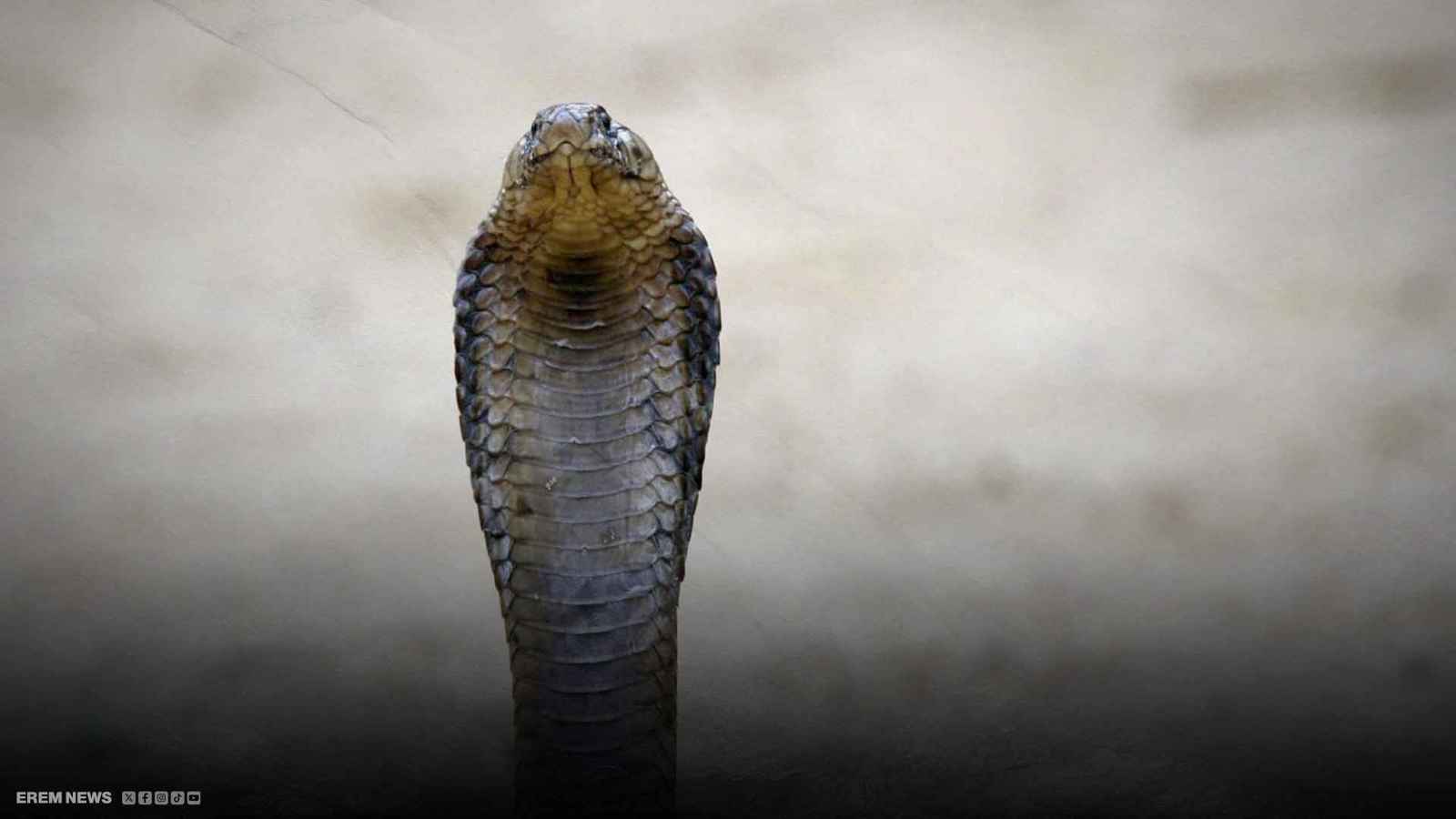 ثعبان في مخزن الحقائب.. زائر غير متوقع يؤخر رحلة طيران لساعتين