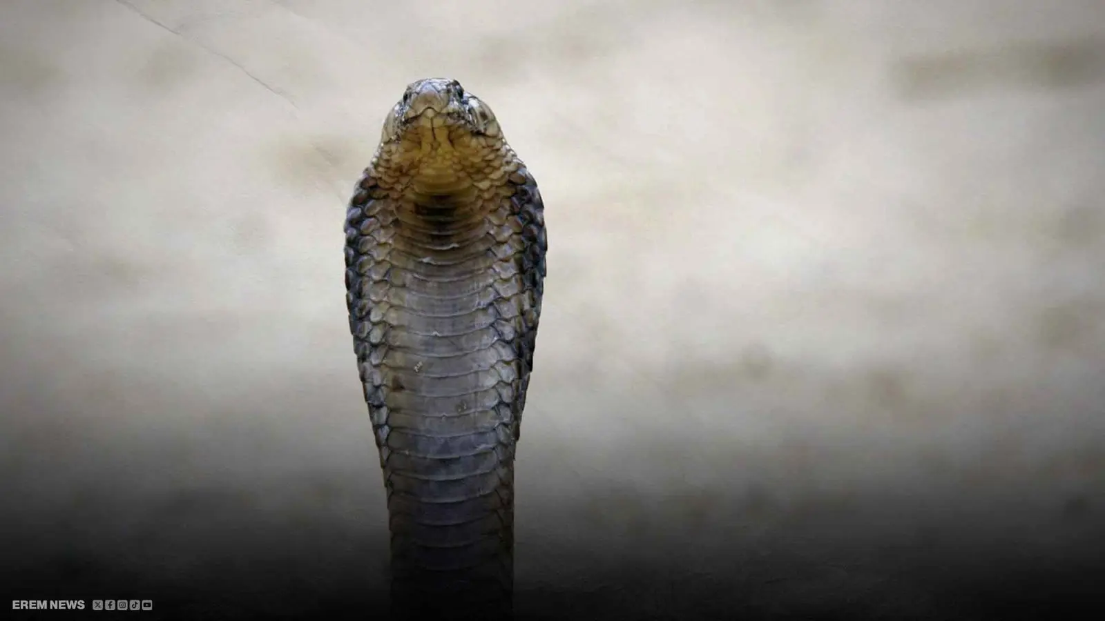 ثعبان في مخزن الحقائب.. زائر غير متوقع يؤخر رحلة طيران لساعتين