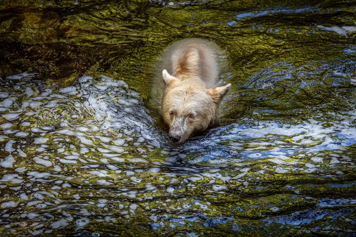 دب شبح في غابة مطيرة بكندا