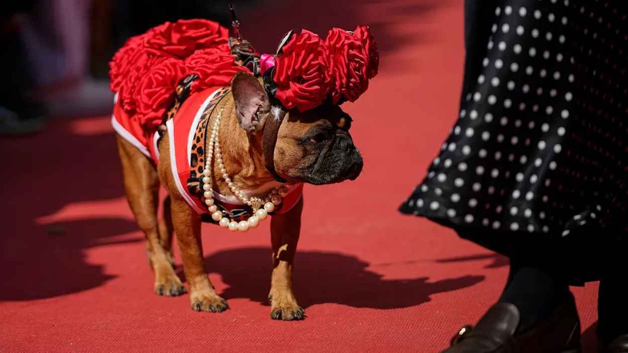 "منبوذة" على السجادة الحمراء.. ماذا تفعل كلاب فرنسية في موسكو؟ (فيديو)