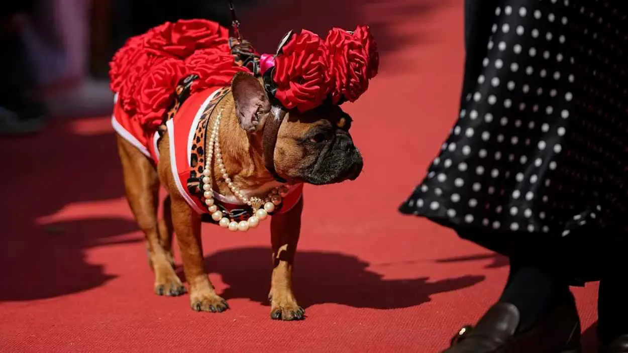 "منبوذة" على السجادة الحمراء.. ماذا تفعل كلاب فرنسية في موسكو؟ (فيديو)