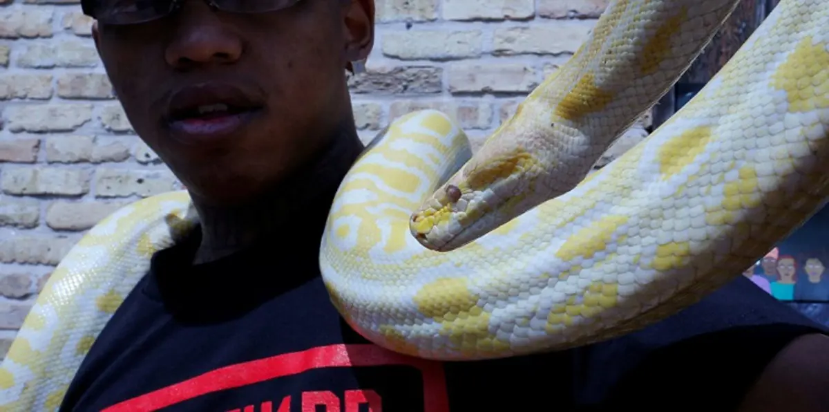 بعد اختفائه لأسبوعين.. ثعبان عملاق يظهر مجددًا في ألاسكا (صورة)