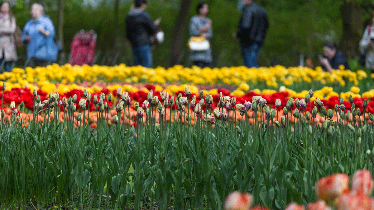بعد البشر.. زهور روسيا لم تفلت من أزمة كورونا