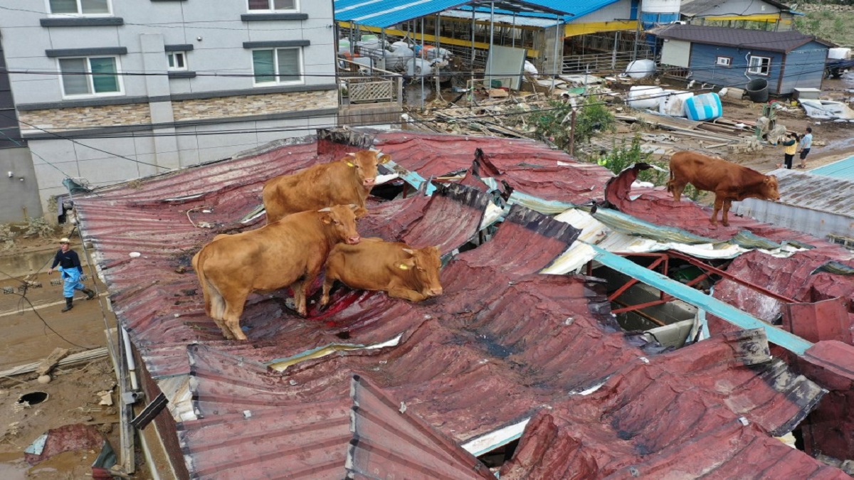 مشاهد "حقيقية" من الطوفان .. أبقار عالقة على أسطح منازل في كوريا الجنوبية‎ (صور)