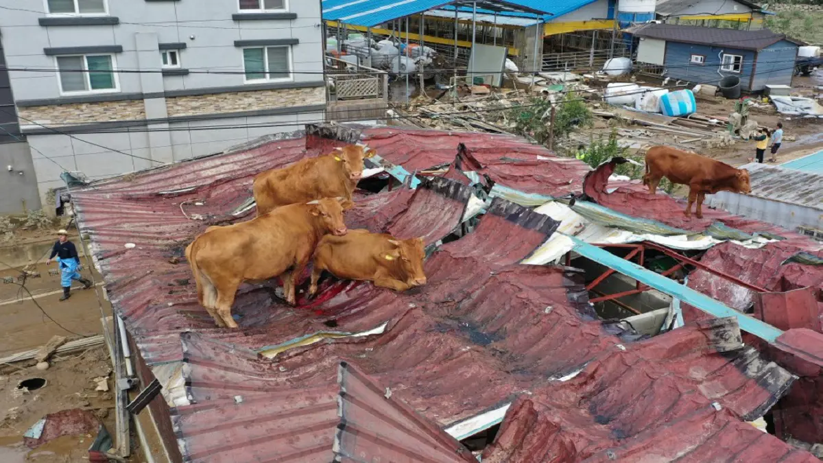 مشاهد "حقيقية" من الطوفان .. أبقار عالقة على أسطح منازل في كوريا الجنوبية‎ (صور)