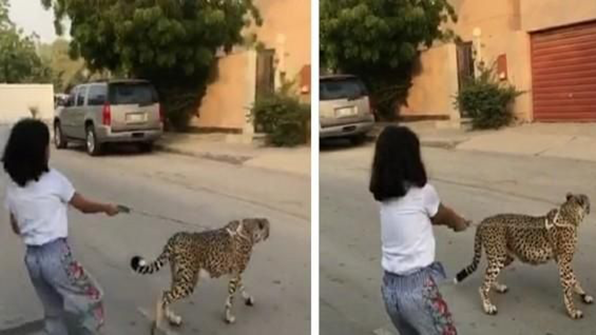 السعودية.. طفلة تتجول برفقة حيوان مفترس 