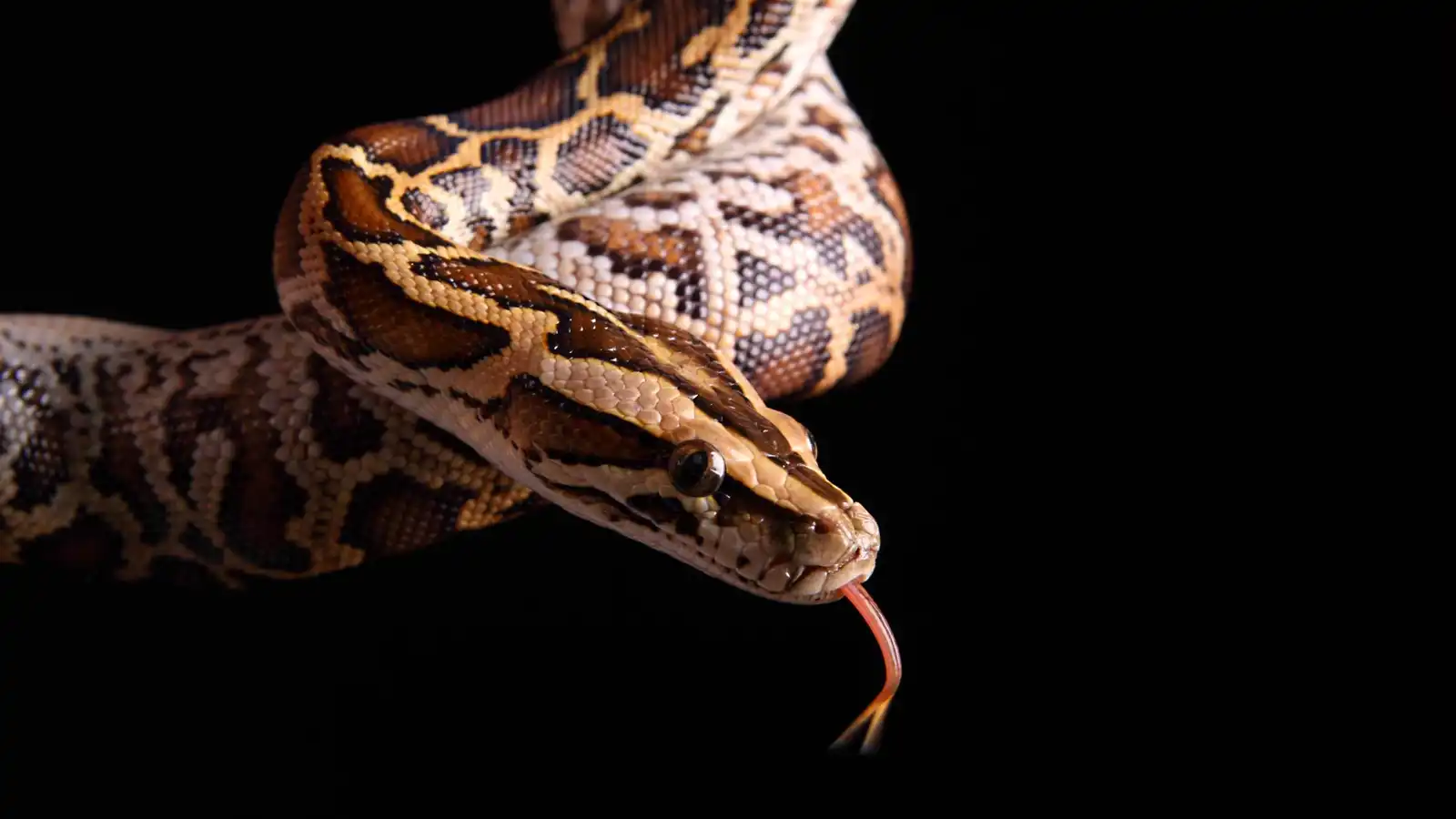 أمريكي يتفاجأ بثعبان ضخم داخل حمام منزله (صورة)