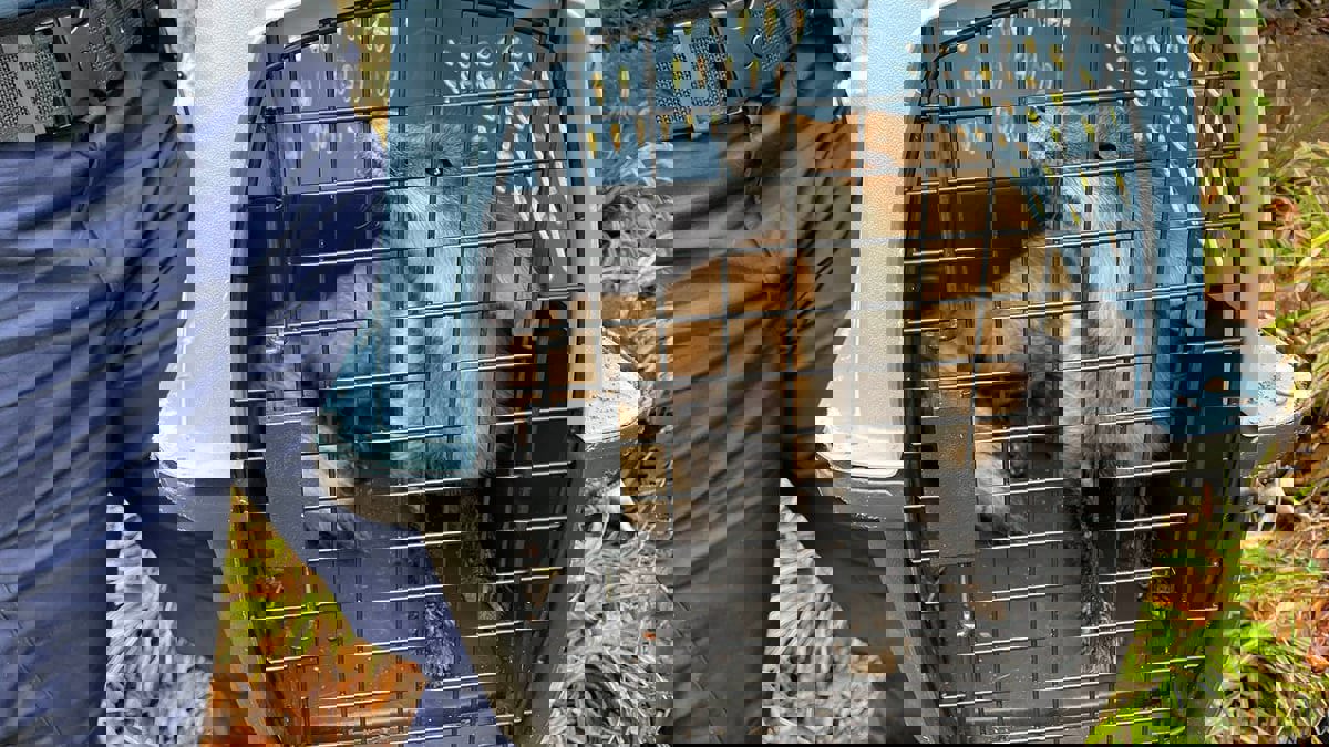 سقط أخيرا في قبضة الشرطة.. ثعلب يثير الذعر قرب الكونغرس الأمريكي