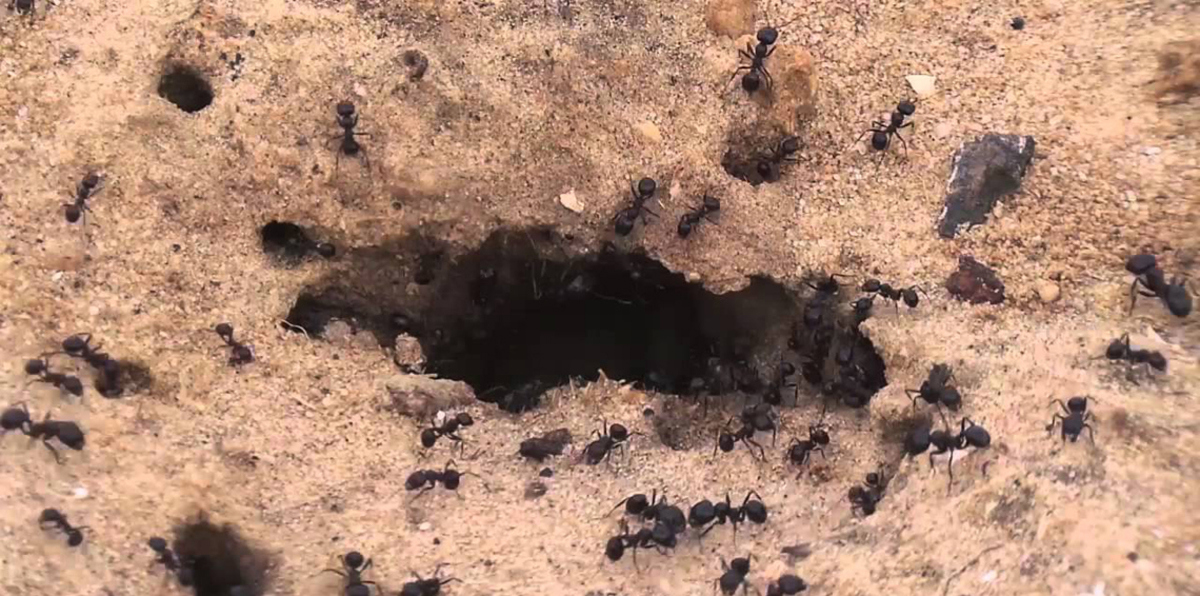 صور مذهلة.. تعرّف على المجالات التي يتفوق فيها النمل على الإنسان